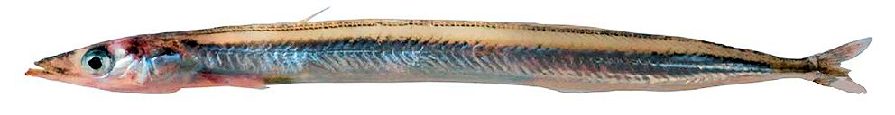 Gymnammodytes cicerelus_02.jpg